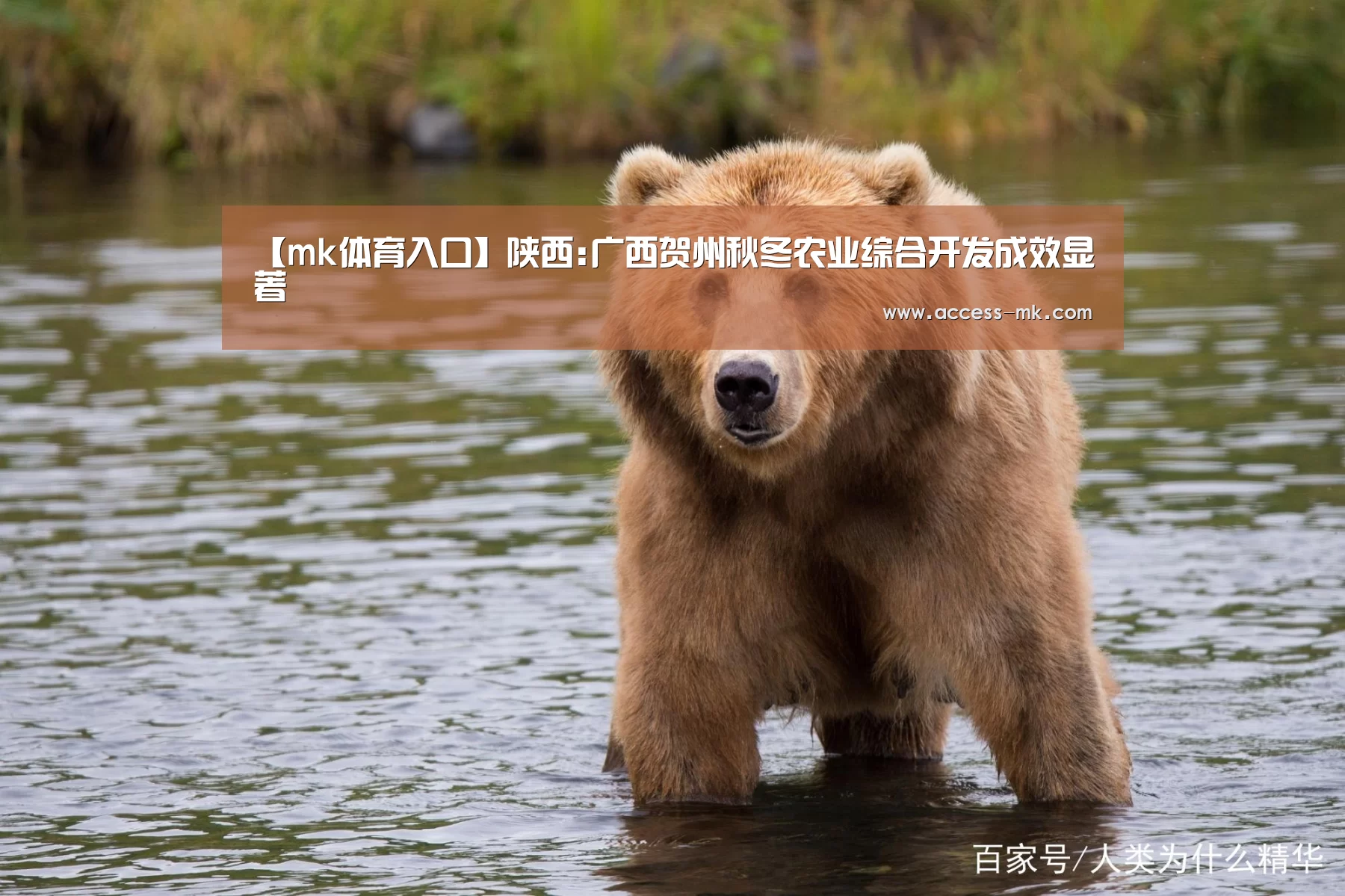 mk体育官方