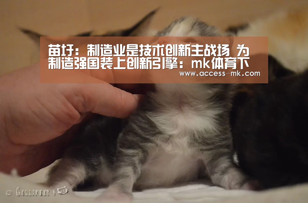 mk体育
